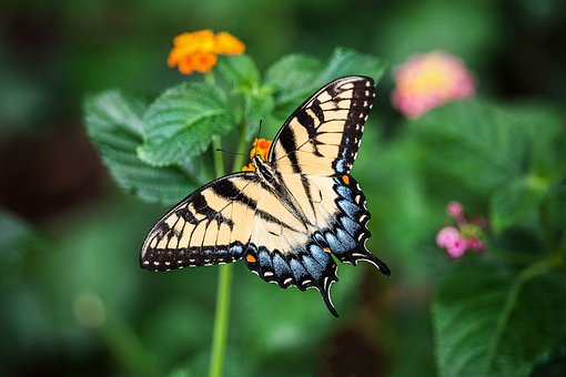 Quelle différence existe-t-il entre la faune et la flore ?