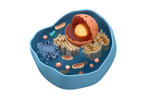 Quelle est la difference entre une cellule vegetale et une cellule animale ?